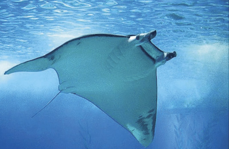 Manta raya nadando en el océano