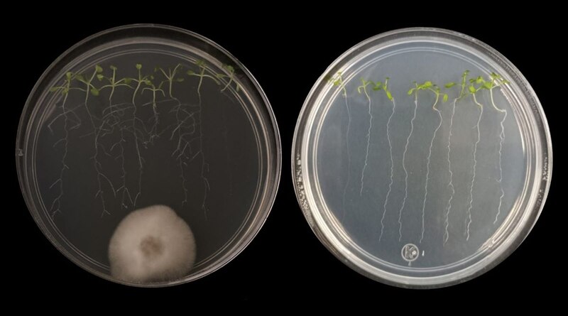 Crecimiento de raíces de plantas en presencia de hongos