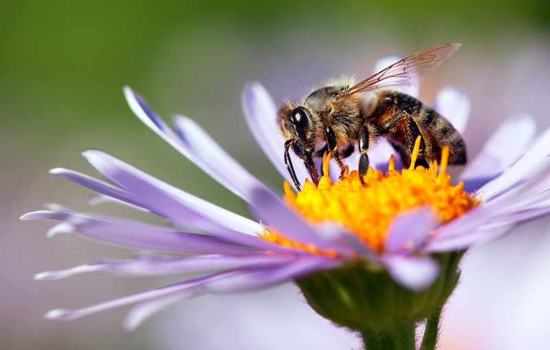 Abeja tomando néctar de una flor