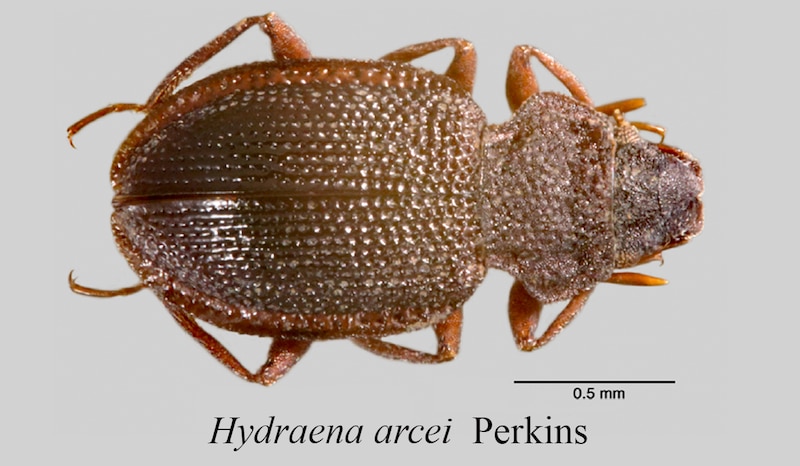 Hidraena arcei Perkins