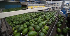 Empresas aguacateras de Michoacán paran labores hasta nuevo aviso    