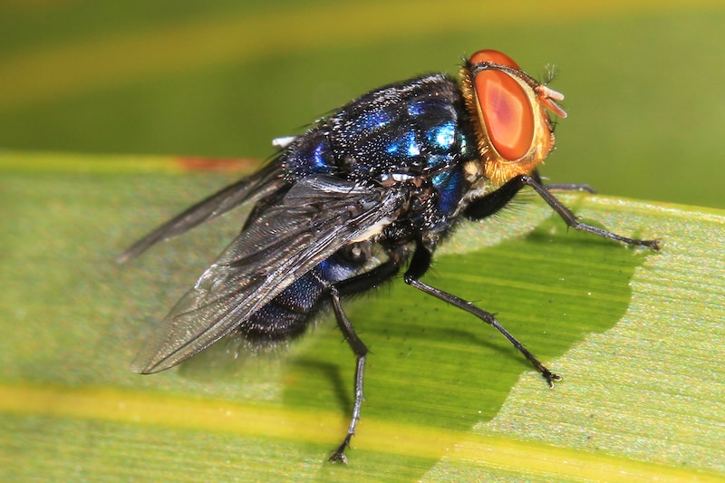 Mosca azul brillante en una hoja verde