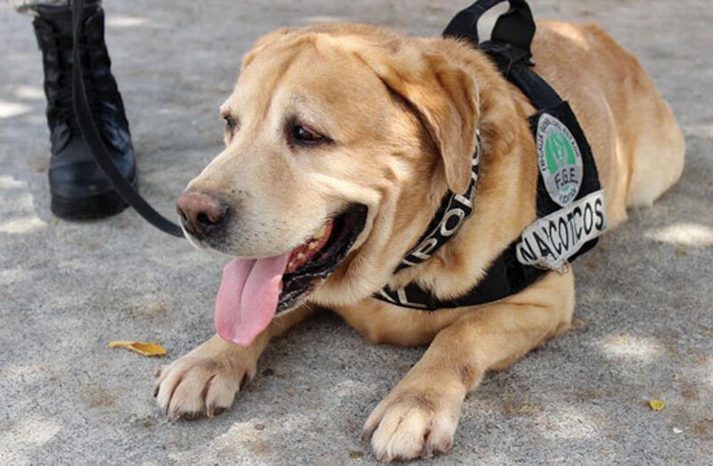 Perro policía entrenado para detectar narcóticos