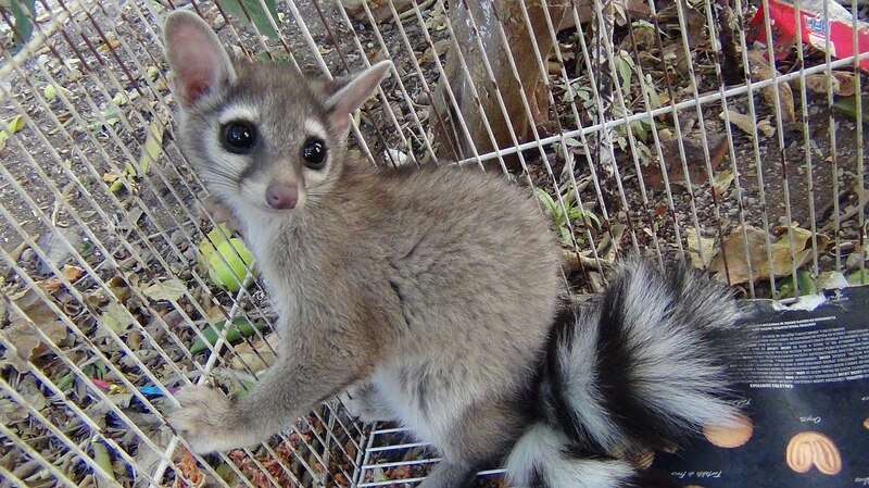 Un coatí en una jaula