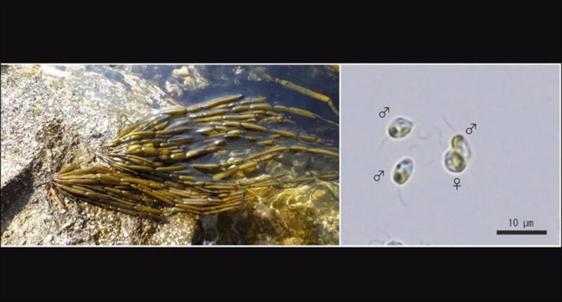 El ciclo de vida de un alga