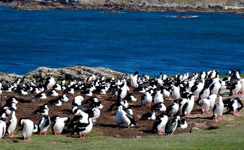 Una colonia de pingüinos en las Islas Malvinas