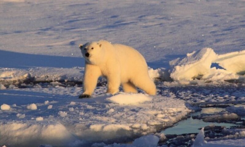 Oso polar caminando sobre el hielo