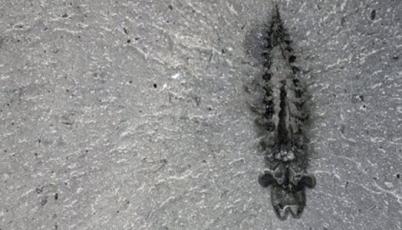 Huella fósil de un dinosaurio