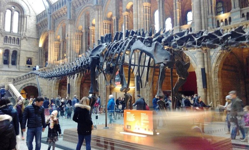 El esqueleto de un dinosaurio en un museo.
