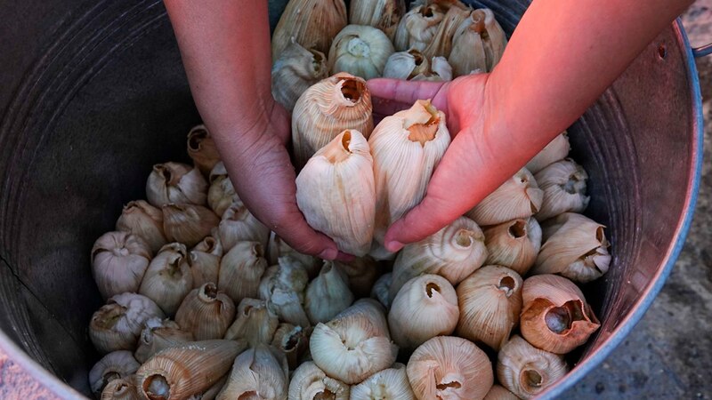 Mujer sosteniendo un montón de tamales en sus manos