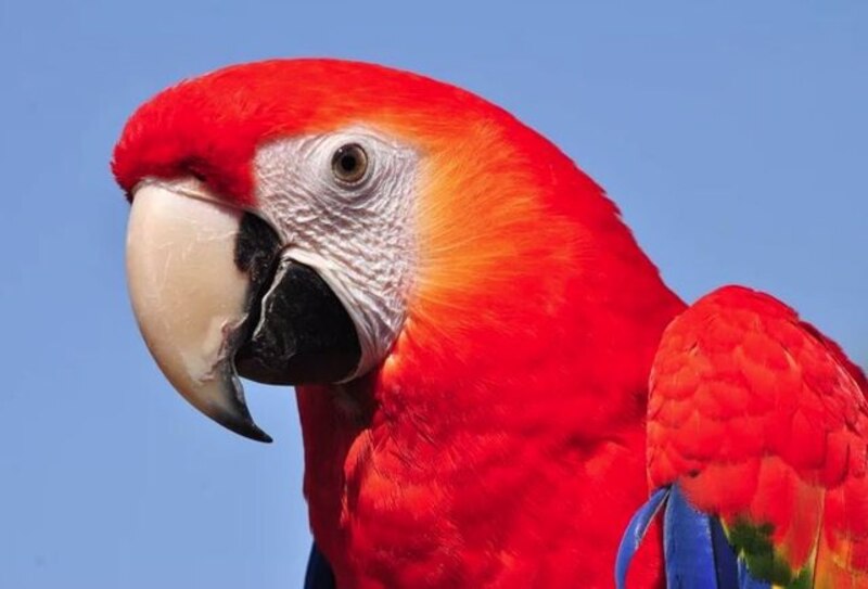 Loro guacamayo rojo