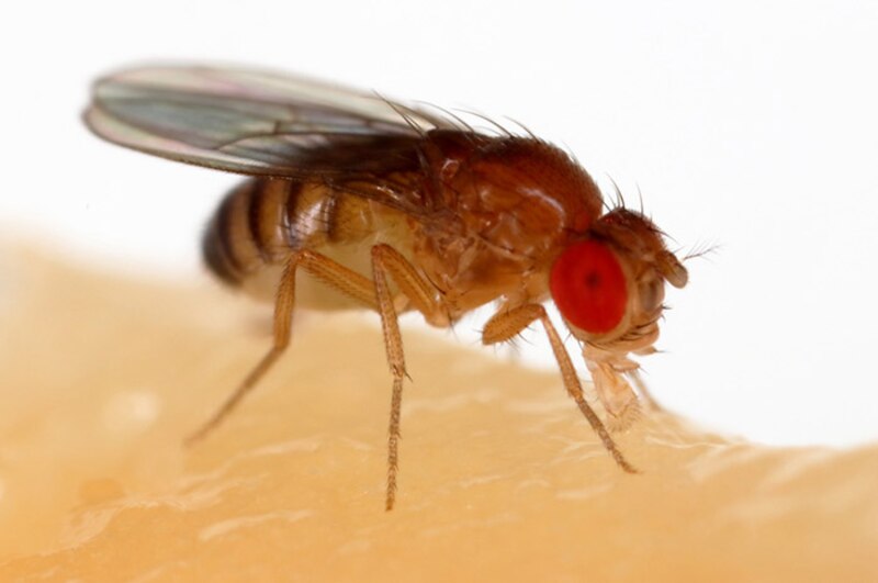 La mosca de la fruta