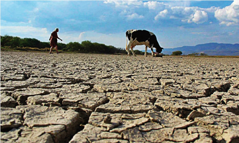 La sequía en el campo