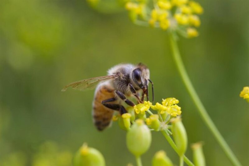 Abeja polinizando una flor