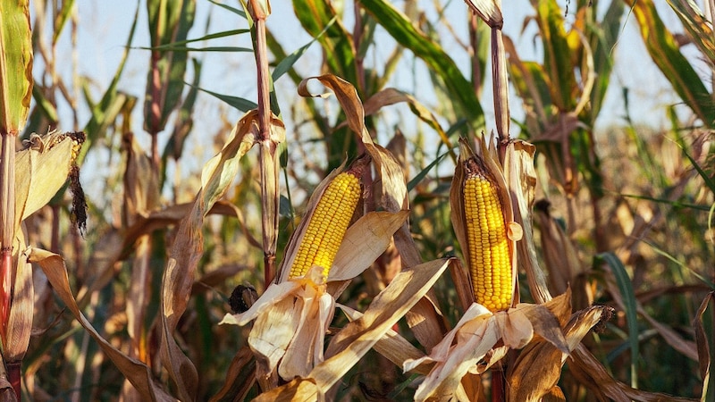 El maíz, un cultivo importante en todo el mundo