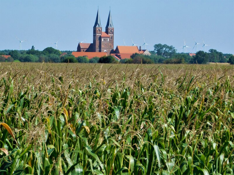 Campo de maíz con iglesia al fondo