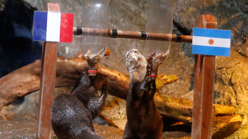 Nutrias jugando con botellas de plástico