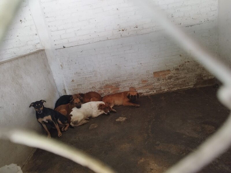 Perros enjaulados