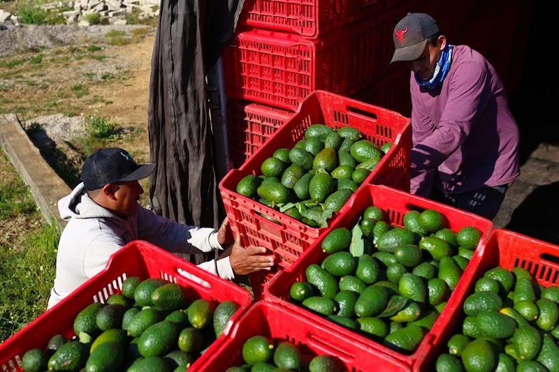 méxico-aguacate-2025