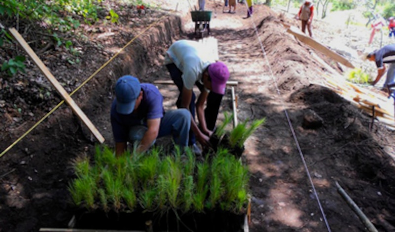 Reforestación en México