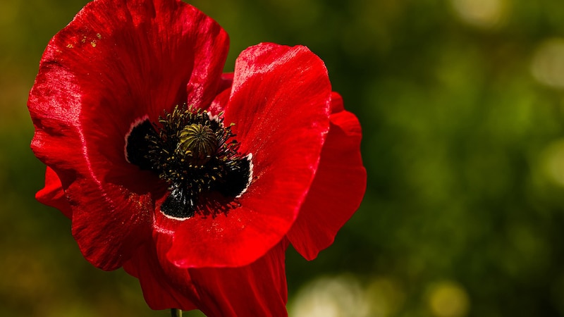 Amapola roja