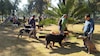 Invitan a celebrar a los perros en el Bosque de San Juan de Aragón con festival “Un día con mi mejor amigo”