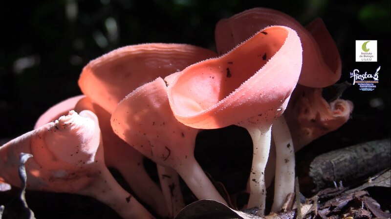 El hongo rosado de la selva