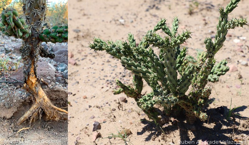 Diferentes tipos de cactus