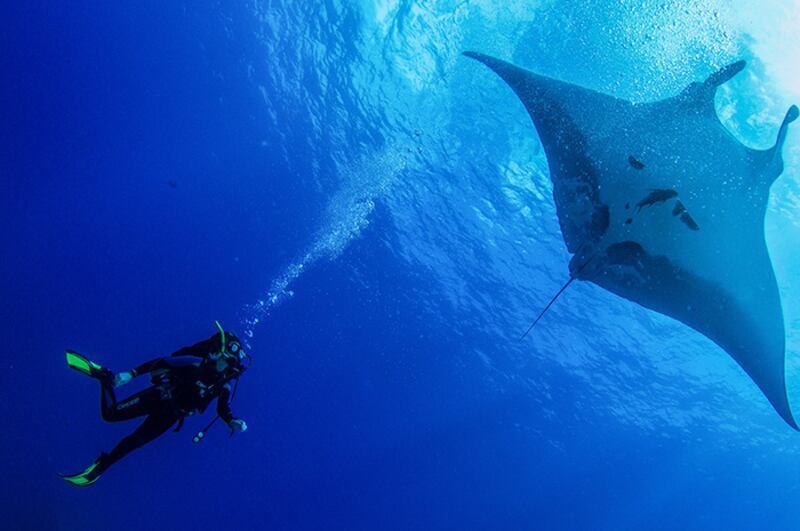 Buceando con mantarrayas