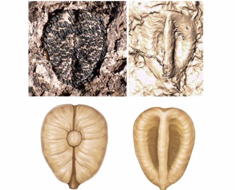 Semillas de plantas dicotiledóneas