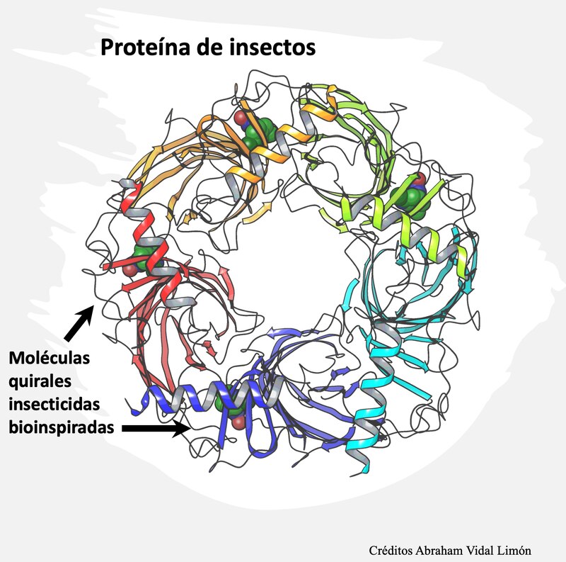 Proteína de insectos