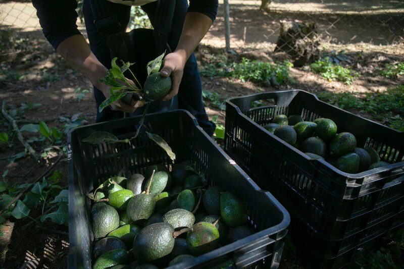 Cosecha de aguacates