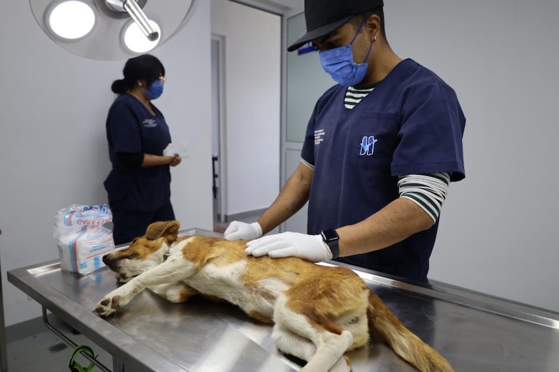 Un veterinario revisando a un perro