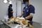Otorga Huixquilucan cerca de 100 consultas veterinarias y más de 500 esterilizaciones gratuitas