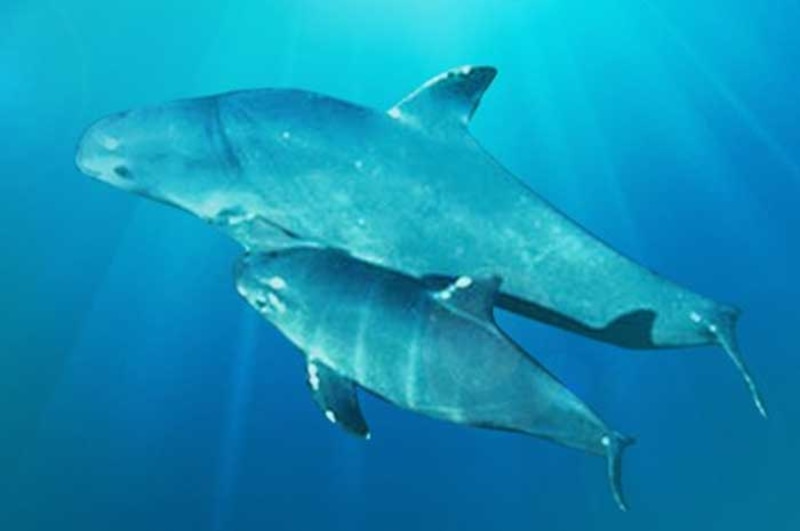 Toninas madre y cría nadando en el mar