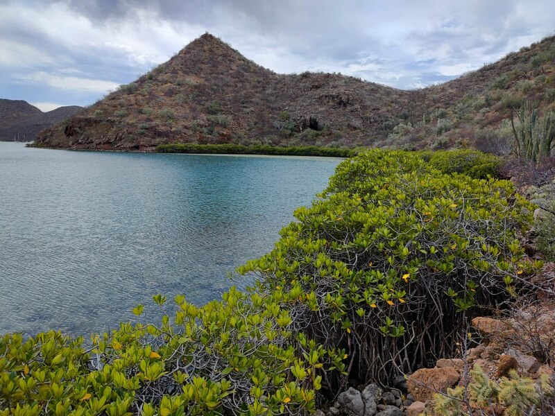 Manglares en la costa de Sonora