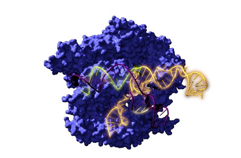Estructura de la proteína p53
