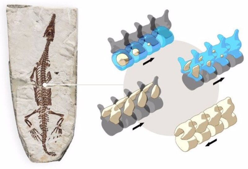 Un fósil de dinosaurio muestra cómo evolucionó la columna vertebral