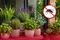 Estas 6 plantas te ayudarán a decorar tu casa y ahuyentar a los mosquitos sin químicos ni productos tóxicos en época de lluvias