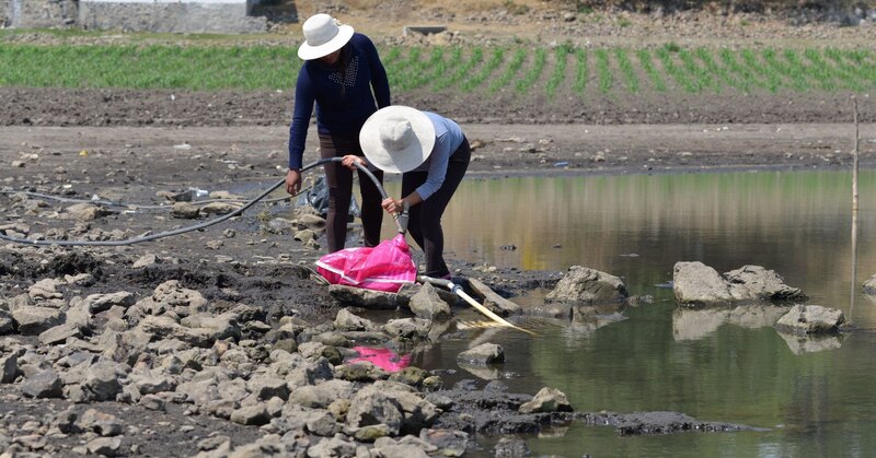 Mujeres trabajando en el campo