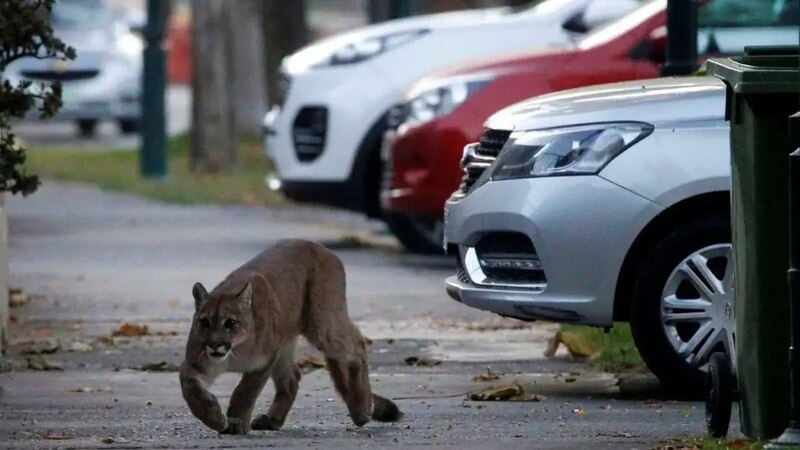 Un puma camina por una calle de la ciudad