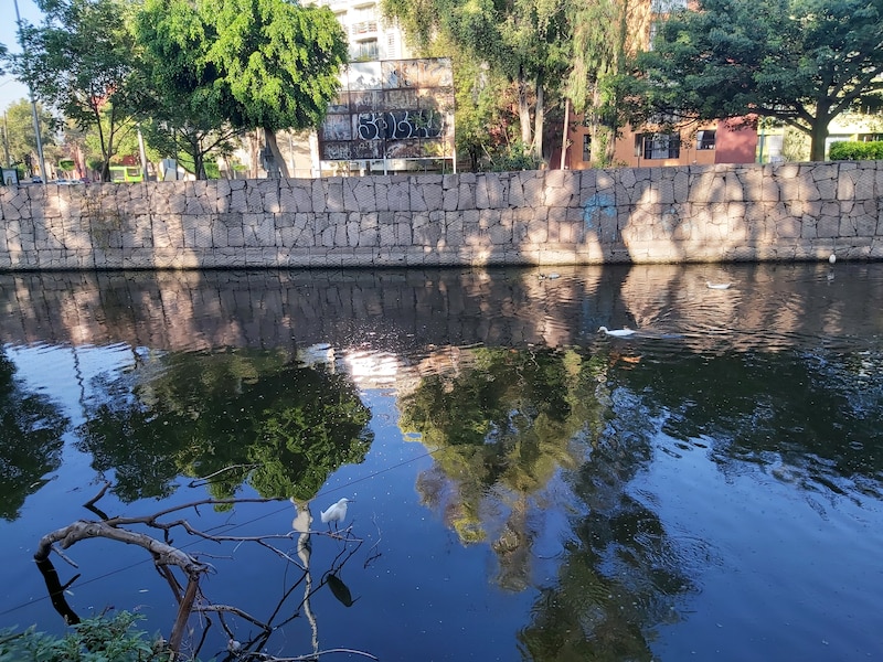 Garza en el río