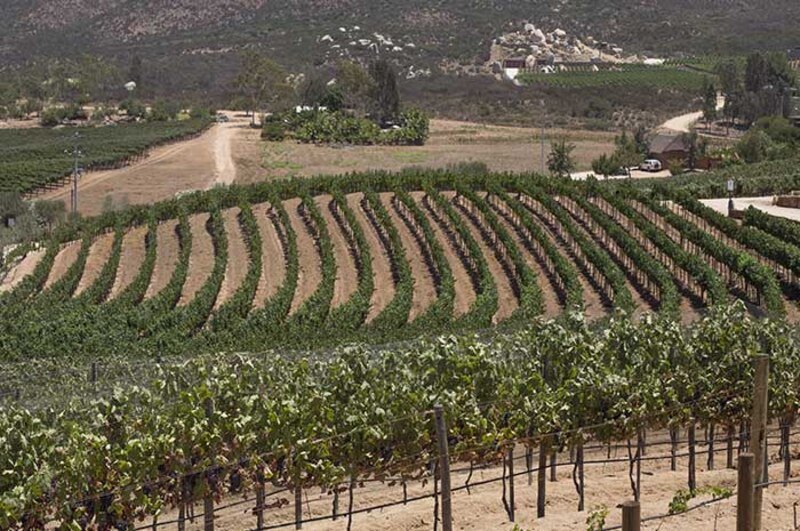 Viñedos en España