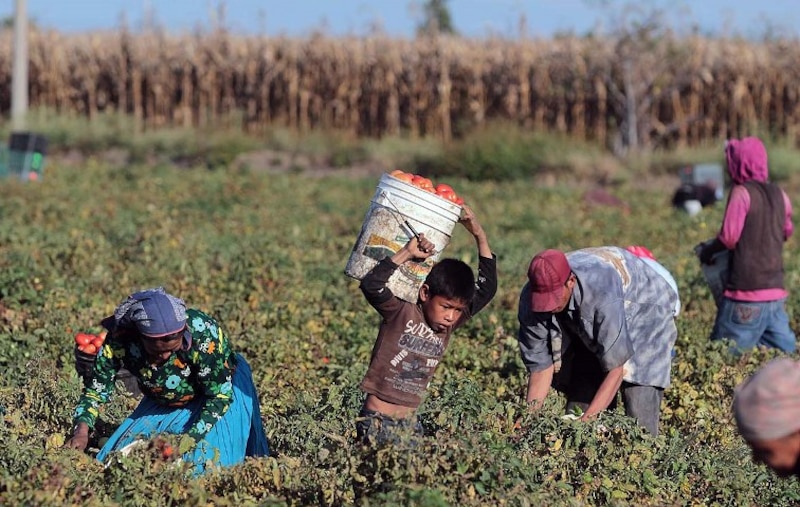 Jornaleros agrícolas migrantes trabajan en un campo de tomates en California