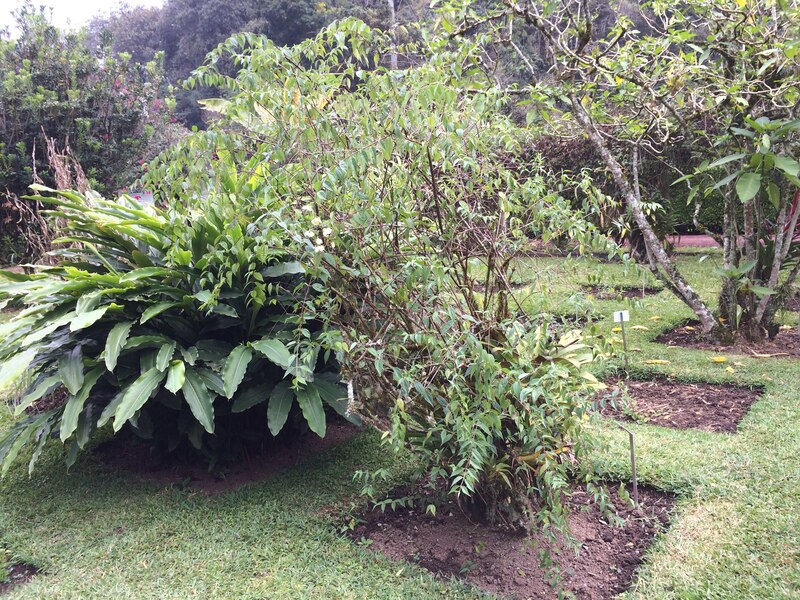 Un árbol de arrayán en un jardín botánico.