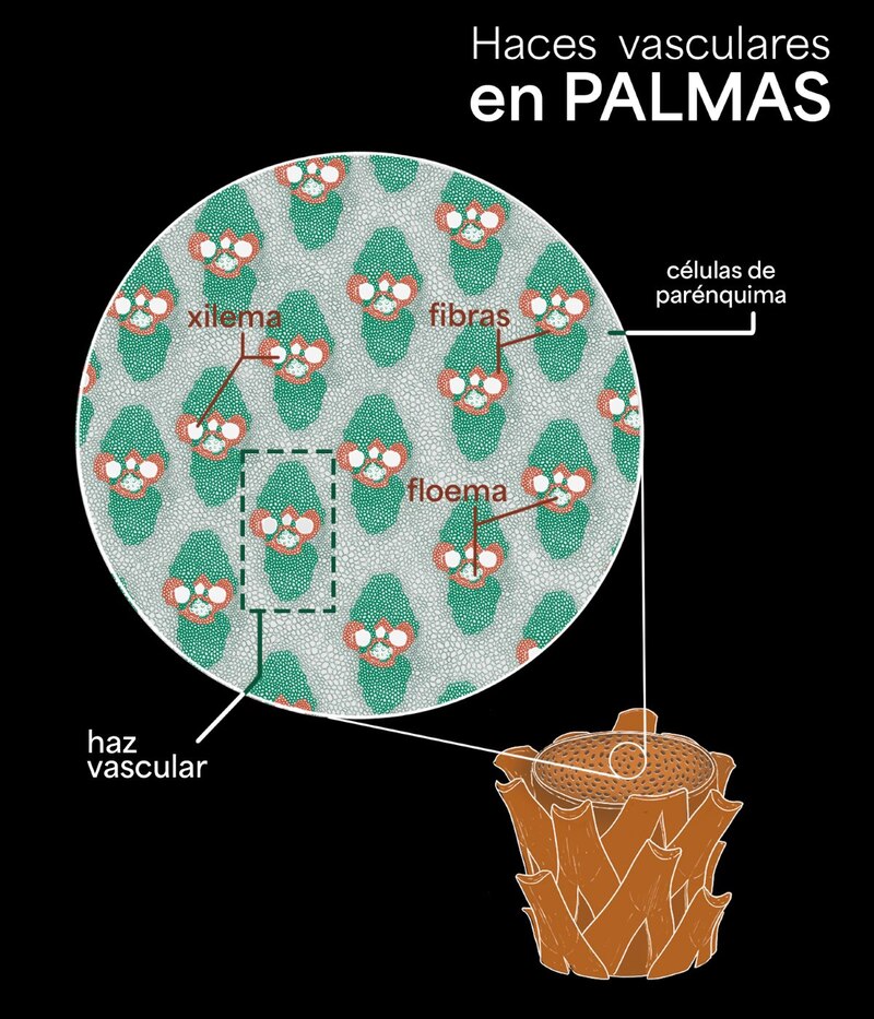 La mayoría de las palmeras, pero sobre todo las que viven en ecosistemas abiertos como bosques arbustivos o sabanas, están bien adaptadas al fuego.