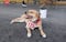 Muere trágicamente “El Chicles”, el perrito maratonista de Tijuana que conquistó corazones en todo el mundo