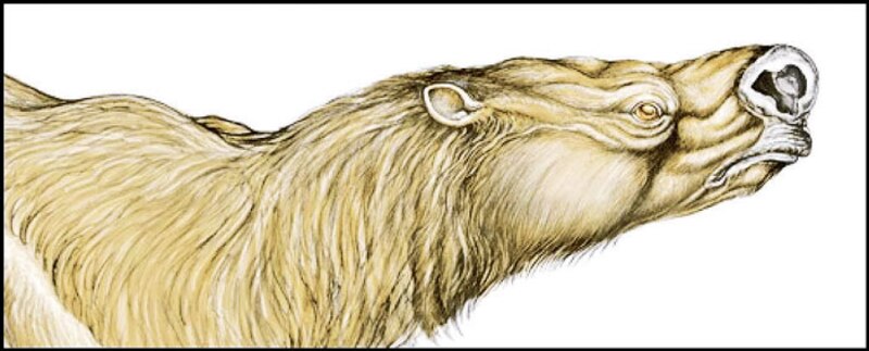 El toxodonte era un mamífero herbívoro que vivió en América del Sur durante el Pleistoceno.