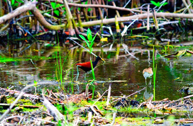 Garza en el manglar