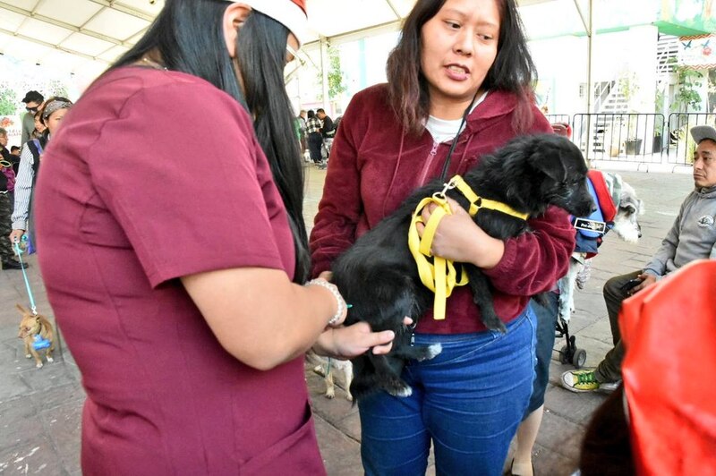 Mujer sostiene a un perro negro en adopción